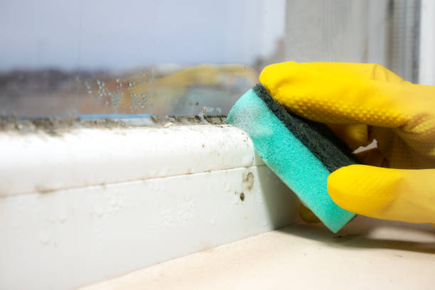 Best Black Mold Removal  in Highland, NY