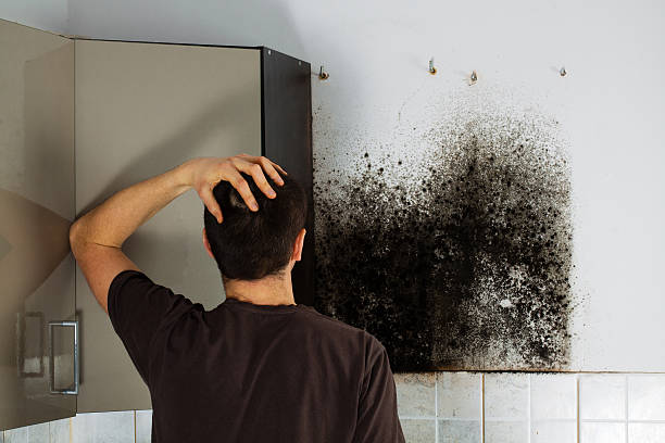 Professional Mold Removal in Highland, NY