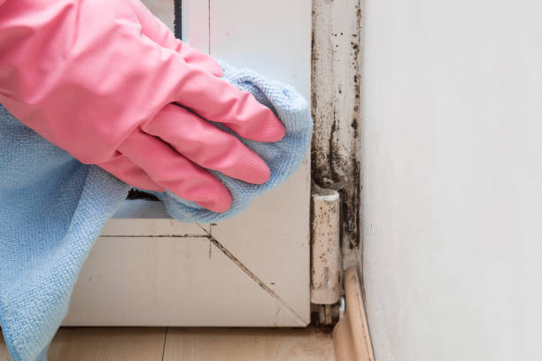 Best Toxic Mold Removal  in Highland, NY