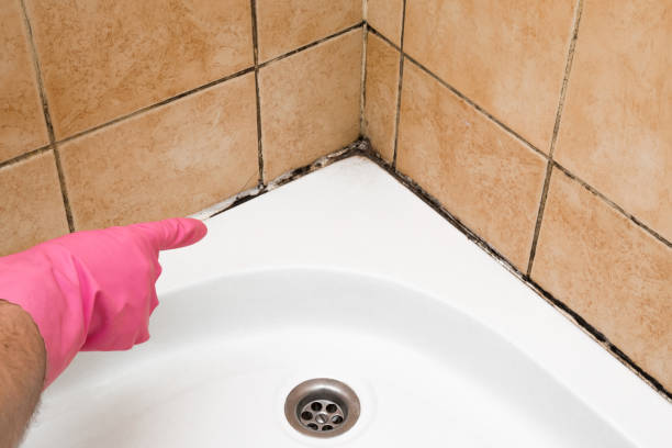 Best Attic Mold Removal  in Highland, NY